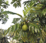 atrocarpus._Closer.jpg