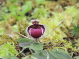 Corybas_caudatus_aff.jpg