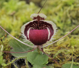 Corybas_caudatus_aff._Closer.jpg