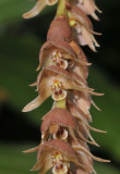 Dendrochilum_imbricatum._Closeup.jpg