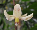 Dimorphorchis_rossii._Upper_flower._Closeup.3jpg.jpg