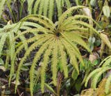 fern.jpg