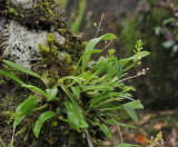 Liparis_caespitosa.jpg