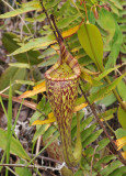 Nepenthes_fusca._Upper_pitcher.jpg