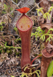 Nepenthes_reinwardtiana._red.2.jpg