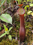 Nepenthes_reinwardtiana._red.jpg