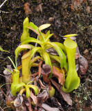 Nepenthes_reinwardtiana._Young_plant.2.jpg
