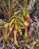 Nepenthes_reinwardtiana._Young_plant.jpg