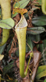 Nepenthes_stenophylla._Upper_pitcher.3.jpg