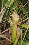 Nepenthes_stenophylla._Upper_pitcher.jpg