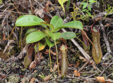 Nepenthes_stenophylla._Young_plant.jpg
