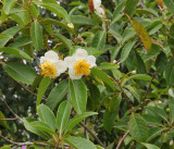 Schima_sp.jpg
