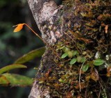 Bulbophyllum_montense.jpg