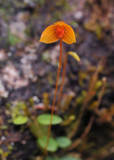 Bulbophyllum_montense.3.jpg