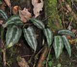 Araceae.2.jpg
