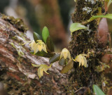Bulbophyllum_mutabile_var._obesum.6.jpg