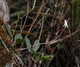 Dendrobium_tridentatum.jpg