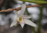 Dendrobium_tridentatum._Closeup.jpg