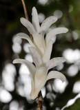 Dendrobium_tridentatum._Closeup.2.jpg