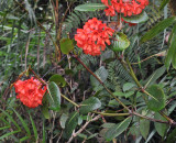 Rhododendron.1.jpg