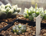 Haworthia_cooperi.4.jpg