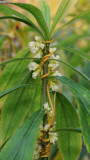 Cuscuta_gronovii_on_solidago.jpg