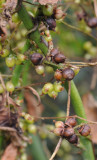 Cuscuta_lupuliformis._Fruits.jpg