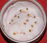 Cuscuta_lupuliformis._Germinating.1.jpg