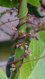 Cuscuta_lupuliformis._On_Nicotiana.3.jpg