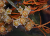 Cuscuta_campestris_Closeup.jpg