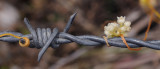 Cuscuta_campestris_on_Barbed_wire.jpg