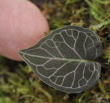 Corybas_pictus._Red_Veins._leaf.2.jpg