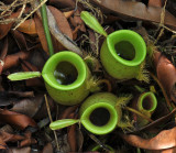 Nepenthes_ampullaria._Closer.jpg