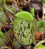 Nepenthes_ampullaria._Closeup.jpg