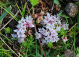 Cuscuta_epithymum._Closeup.4.jpg