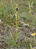 Ophrys insectifera.2.jpg