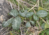 Helleborus lividus