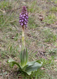 Himantoglossum robertianum.3.jpg