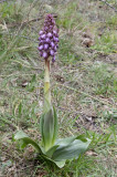 Himantoglossum robertianum.5.jpg