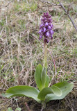 Himantoglossum robertianum.6.1.jpg