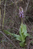 Himantoglossum robertianum.7.jpg