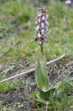 Himantoglossum robertianum.9.jpg