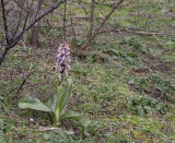 Himantoglossum robertianum.12.jpg