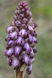 Himantoglossum robertianum. Closer.jpg