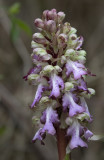 Himantoglossum robertianum. Closer.4.jpg