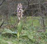 Himantoglossum robertianum 2.jpg