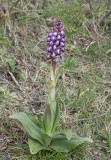 Himantoglossum robertianum 10.2.jpg