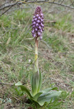 Himantoglossum robertianum 10.jpg