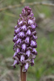 Himantoglossum robertianum 10. Close-up.2.jpg