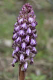 Himantoglossum robertianum 10. Close-up.3.jpg